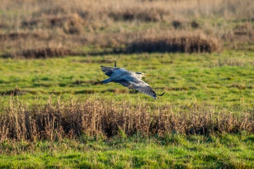 Free stock photo of bird, bird flying, flying