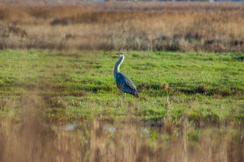 Free stock photo of animals, avian, bird