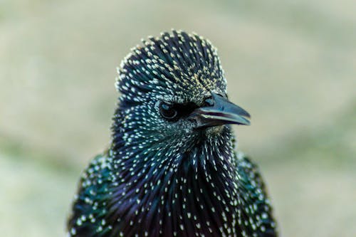 Blue and White Bird in Close Up Photography