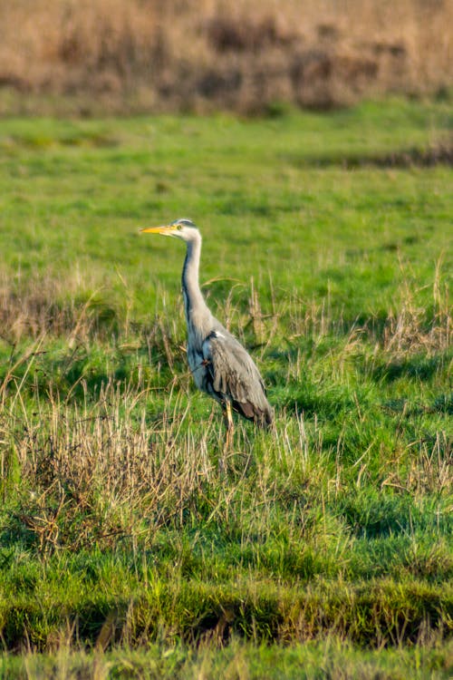 A Gray Heron Standing on a Grassy Field