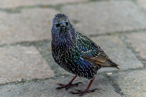 Free stock photo of starling