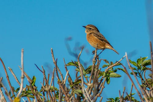 Free stock photo of animals, avian, bird