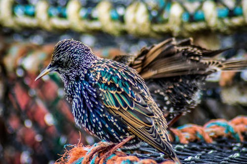 Free stock photo of starling