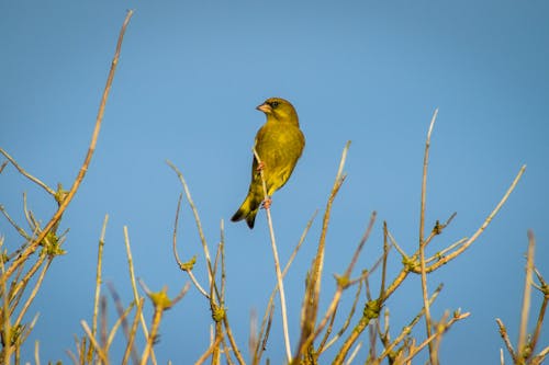 Free stock photo of green finch