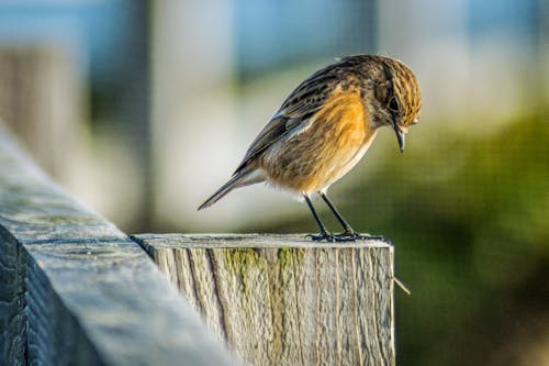 Free stock photo of animals, avian, bird