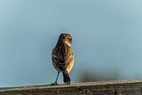 Free stock photo of animals, avian, bird