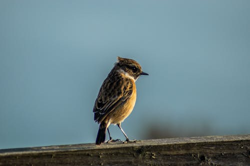 Free stock photo of animals, avian, bird