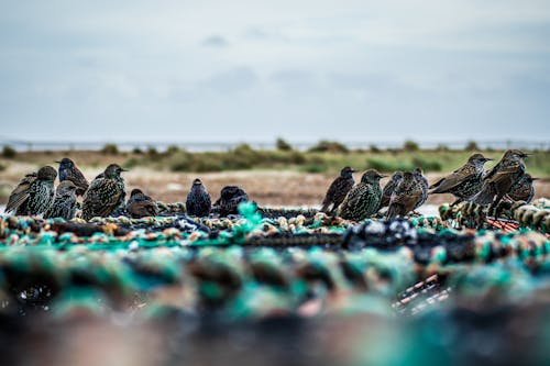 Free stock photo of starling