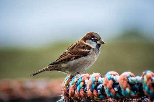 Brown and White Bird on Rope in Close Up Photography