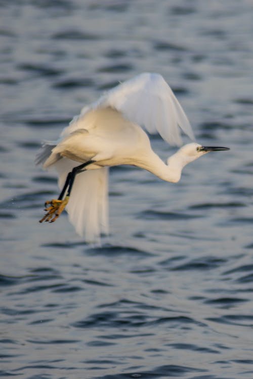 Free stock photo of animals, avian, bird