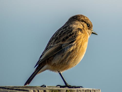 Free stock photo of bird