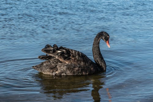 Free stock photo of black swan, swan