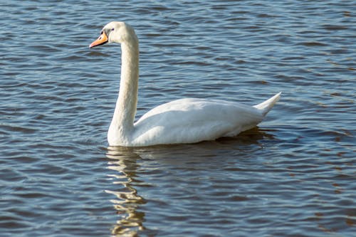 Free stock photo of swan, white swan