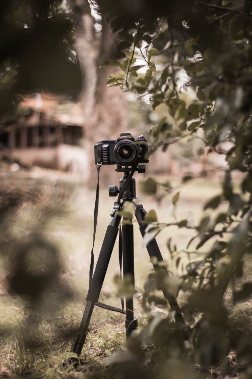Free A Canon camera mounted on a tripod surrounded by green foliage, creating a natural frame. Stock Photo