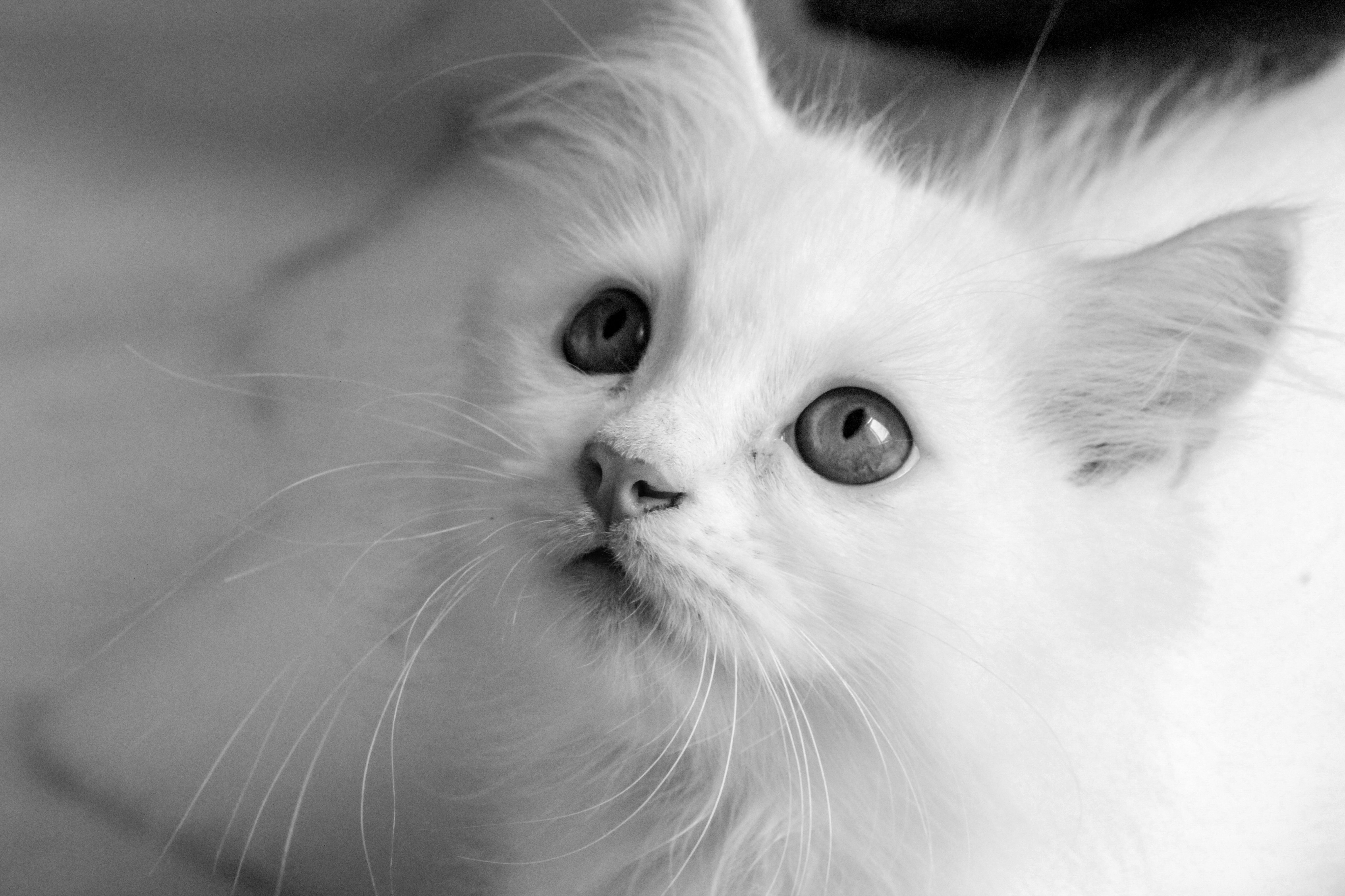 Cute Black and White Kitten · Free Stock Photo