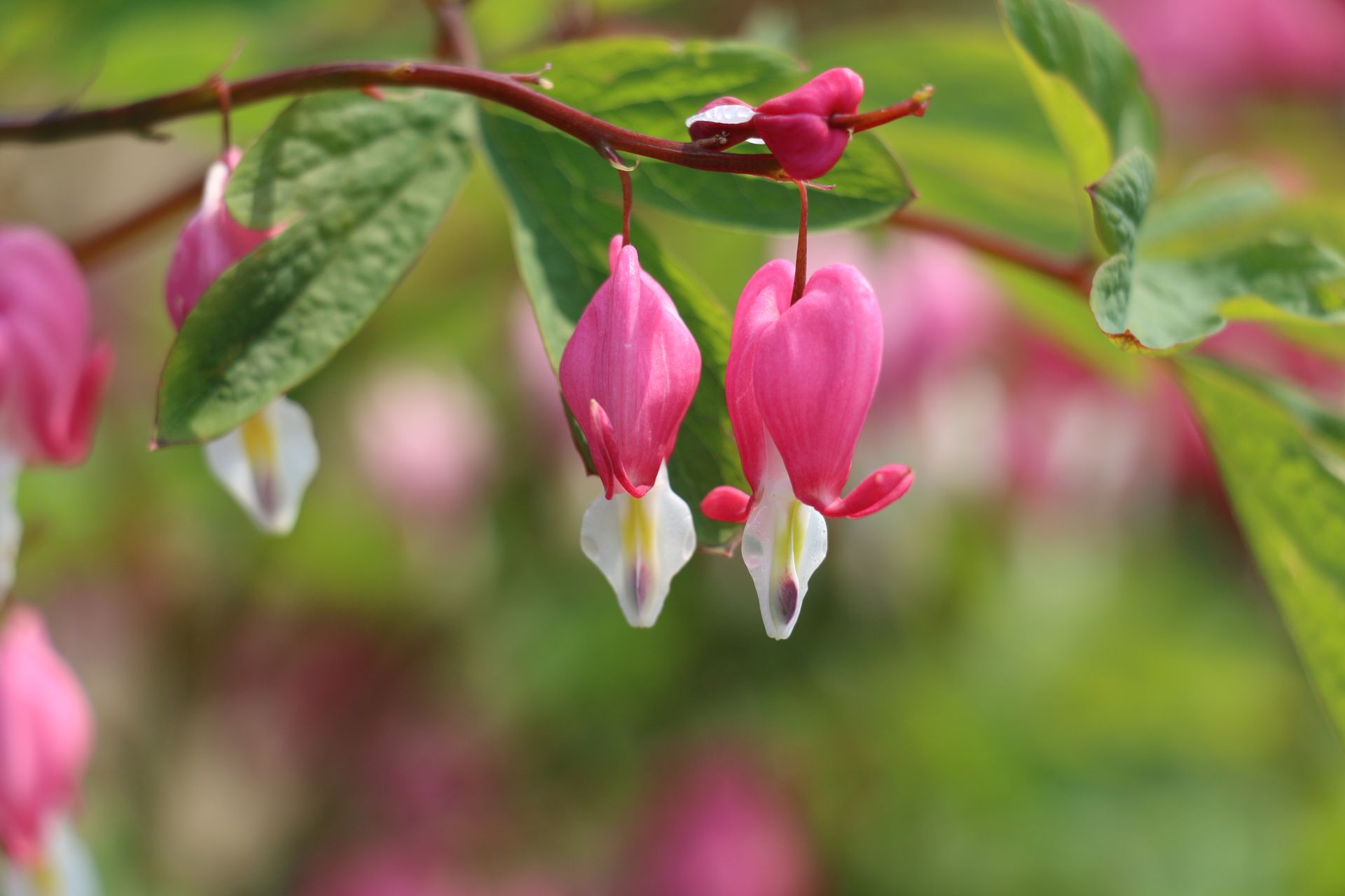 Asian Bleeding Heart Flowers