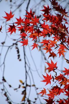 Close-up of red maple leaves against a clear blue sky, capturing autumn's vibrant color.