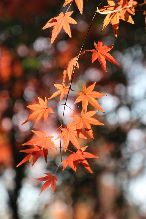 Free Close-up of vibrant orange maple leaves with a blurred background, capturing the essence of autumn. Stock Photo