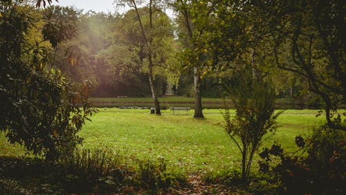 Darmowe zdjęcie z galerii z ławka, mgła, park