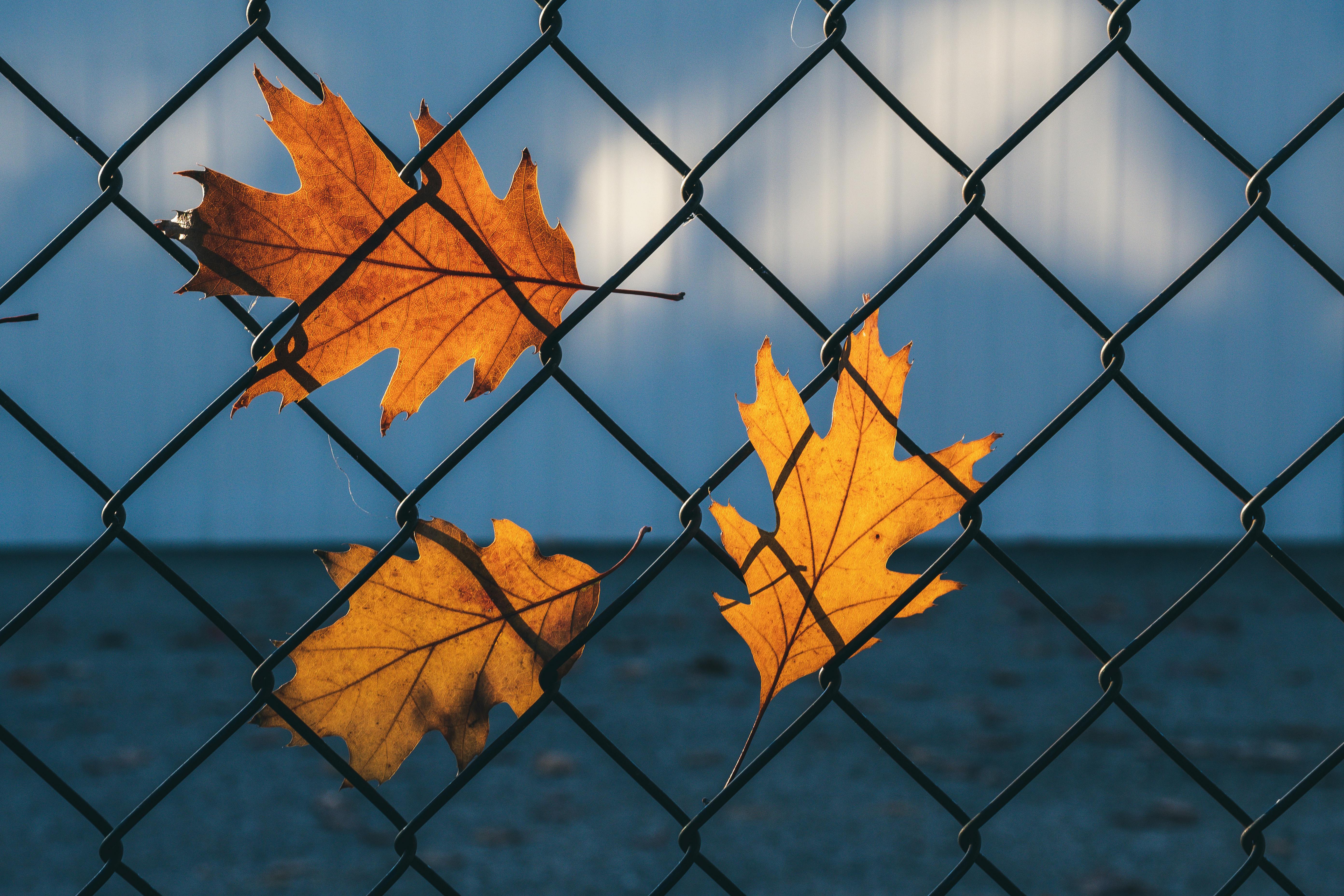 autumn leaves fallen on chain link fence