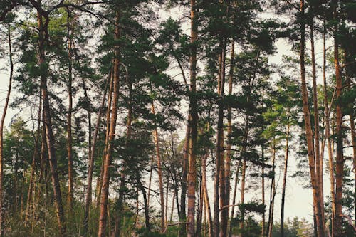 Imagine de stoc gratuită din arbori, cadru, crengi
