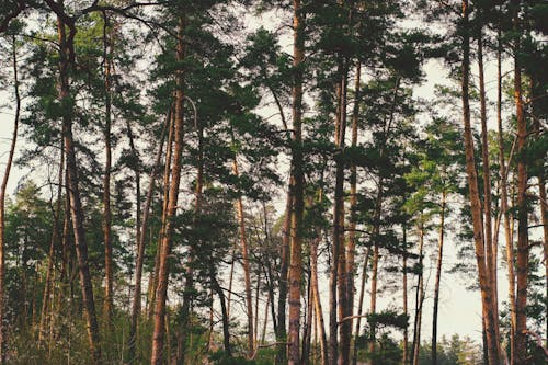 Brown-and-green Treess Timelapse Photo