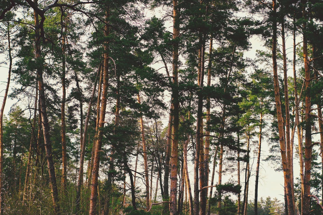 Foto d'estoc gratuïta de a l'aire lliure, arbres, boscos