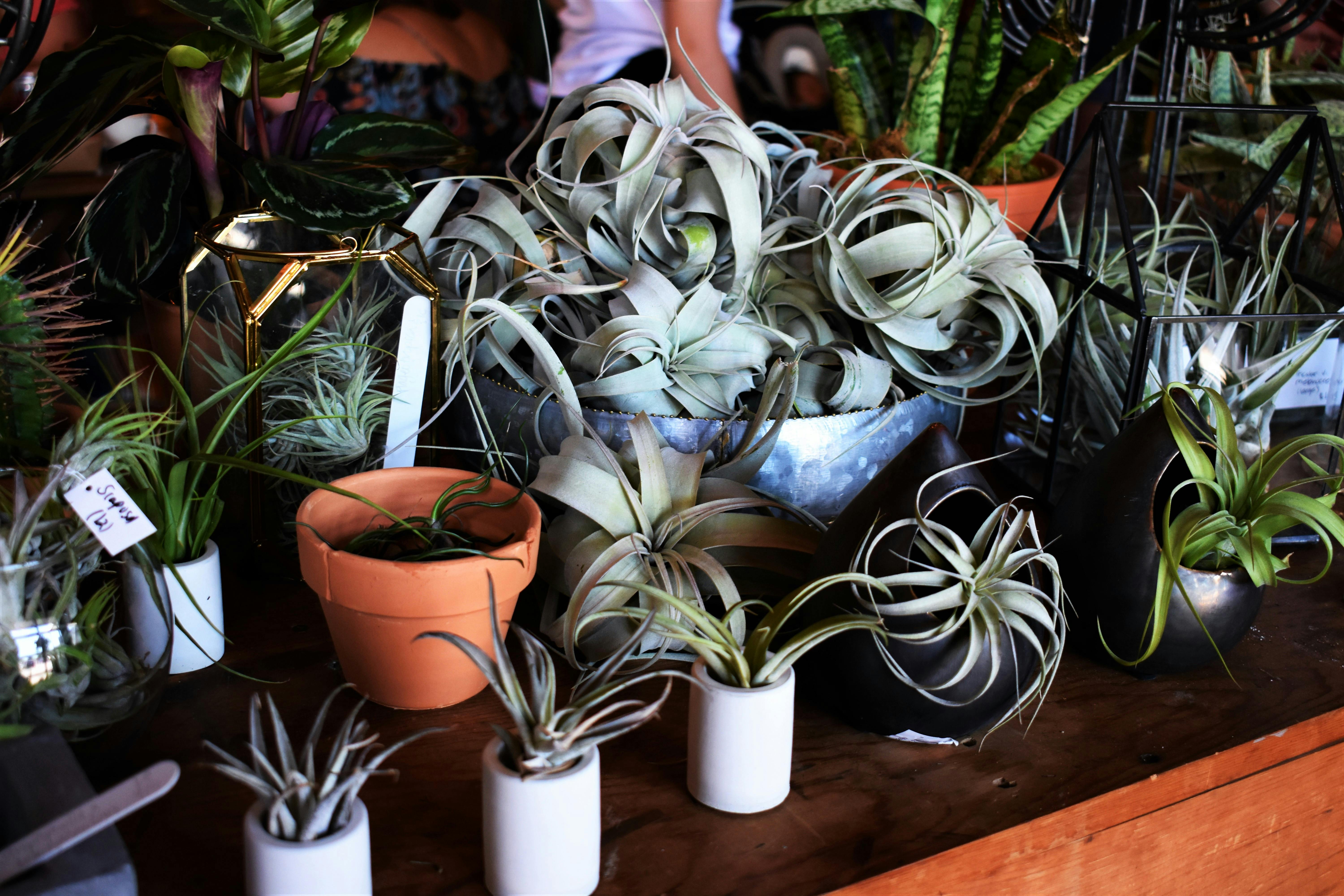 Free stock photo of air plant, air plants, barrel
