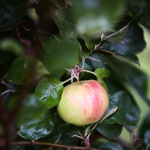 Fresh ripe apple hanging on tree with healthy shiny green leaves in garden on sunny day