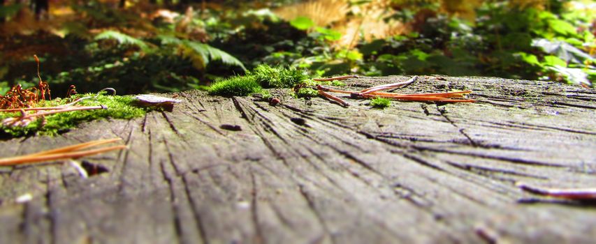 Detailed close-up of green moss growing on a wooden log surrounded by forest foliage.