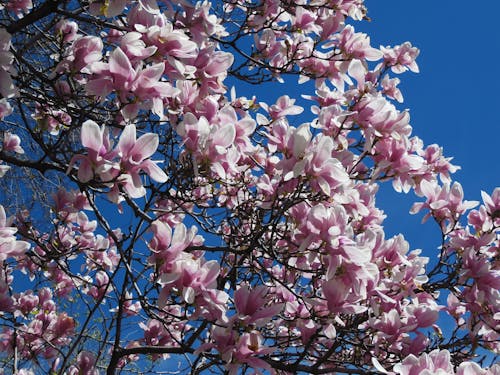 Free Photo of Cherry Blossoms Stock Photo