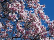 在晴朗的日子里，美丽的粉红色凤尾花在蓝天下盛开