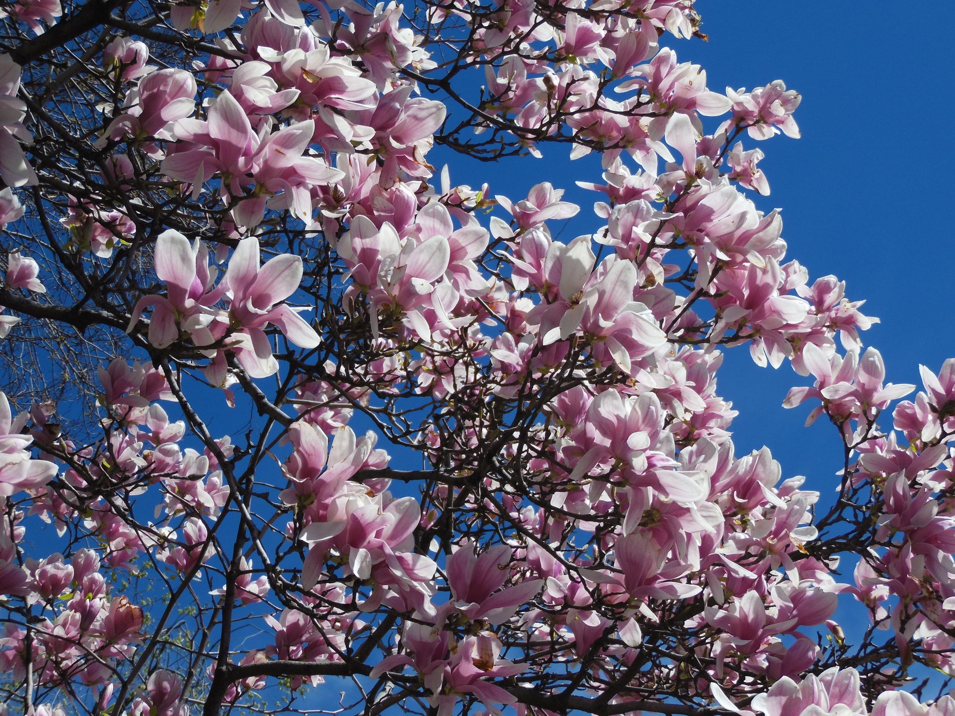 Beautiful pink magnolia blossoms in full bloom against a clear blue sky on a sunny day.