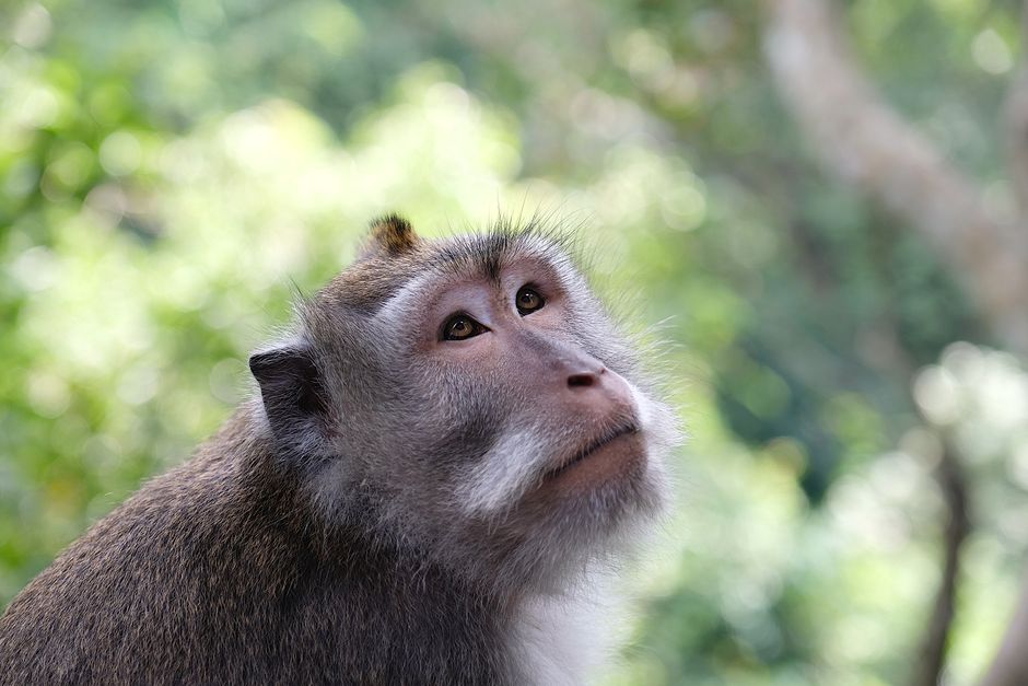 Beyond the Monkey Forests: Encounters Elsewhere in Bali Beyond the Monkey Forests: Encounters Elsewhere in Bali