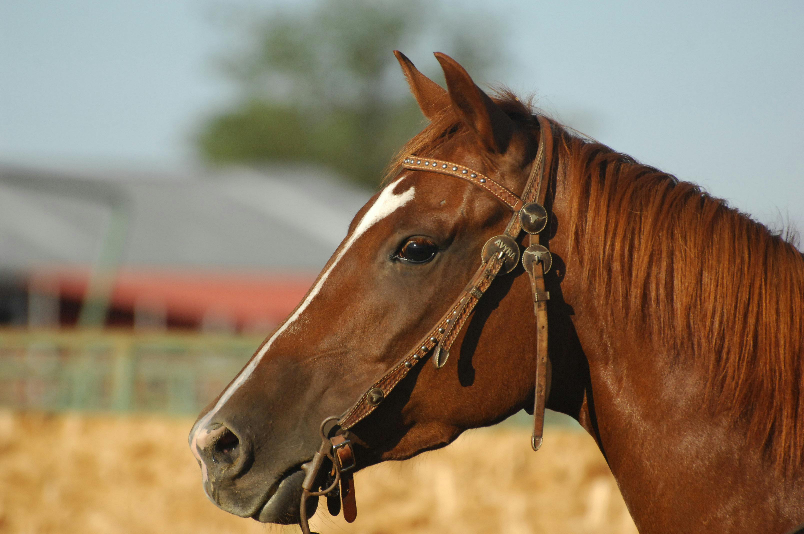 horse close up head