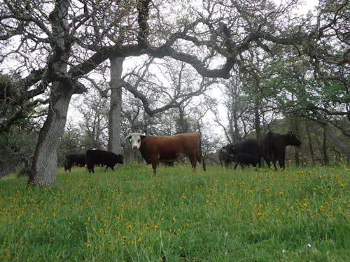 Gratis stockfoto met leven op de boerderij, rund, rundvee