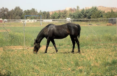 Free stock photo of horse, pasture