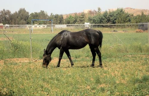 Free stock photo of horse, pasture Stock Photo