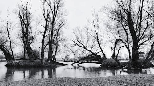 Free Bare Trees on a Lake in Grayscale Photography Stock Photo