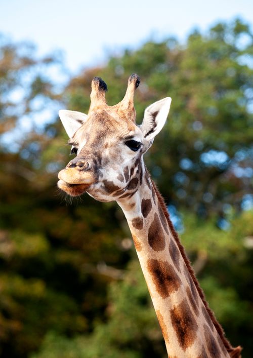 Free Portrait of a giraffe in the wild with vibrant foliage backdrop. Stock Photo