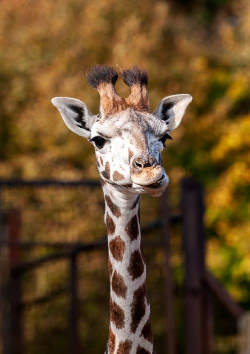 Free A detailed close-up of a giraffe's face with vivid brown spots, set against a sunlit blurred backdrop. Stock Photo