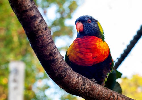 Free A Colorful Parrot Perched on a Tree Branch Stock Photo