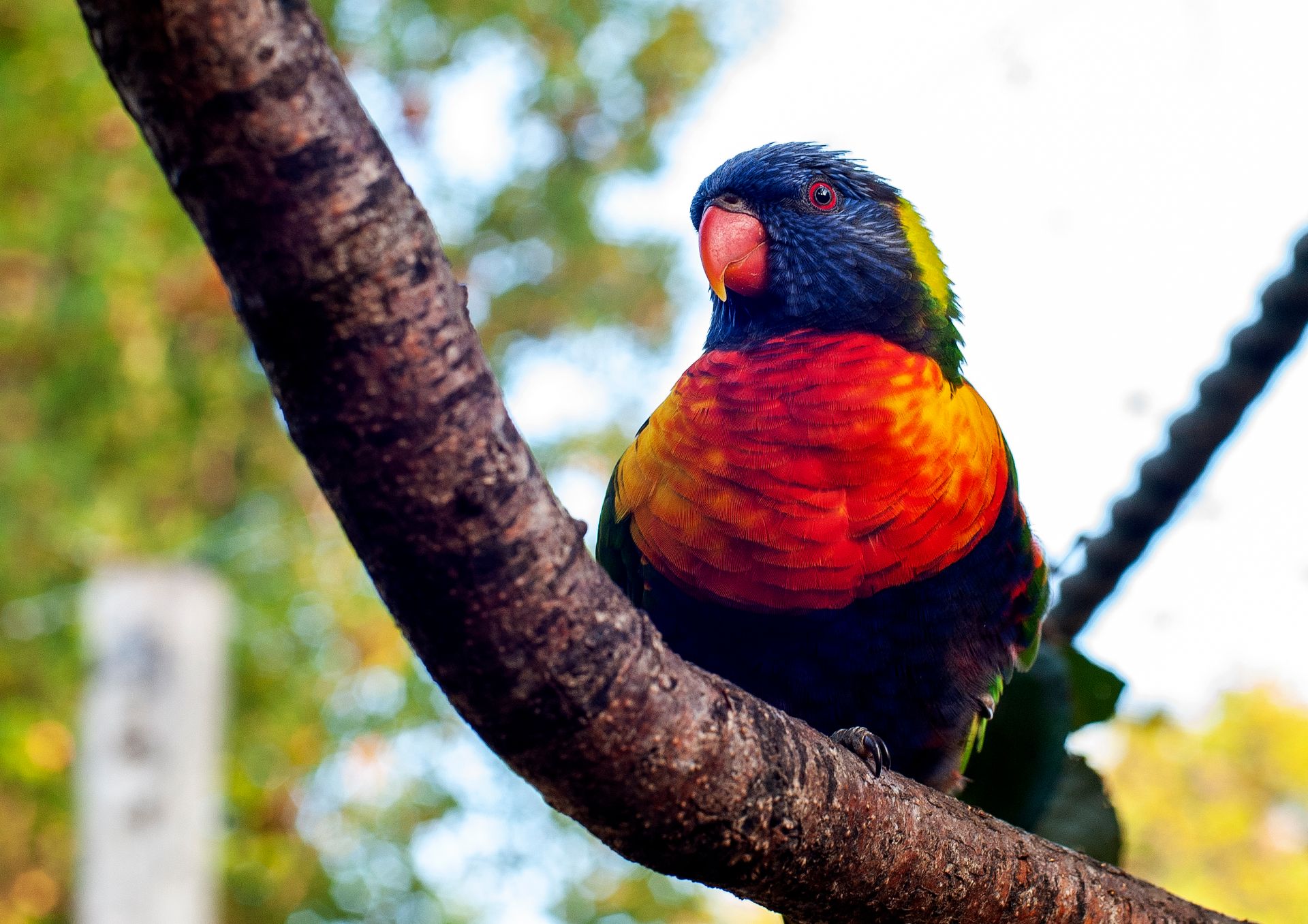 Close-up of a colorful parrot perched on a tree branch in natural light.