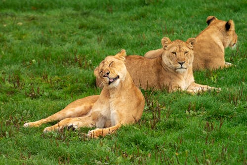 Free Brown Lions Lying on Green Grass  Stock Photo