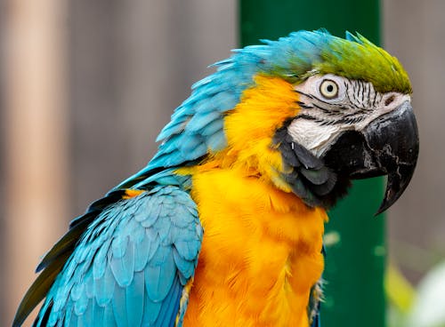 Kostenlos Blauer Gelber Und Grüner Papagei Stock-Foto