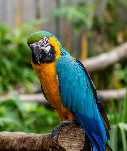 Free A vibrant Blue and Yellow Macaw perched in a lush tropical jungle setting, showcasing its colorful feathers. Stock Photo