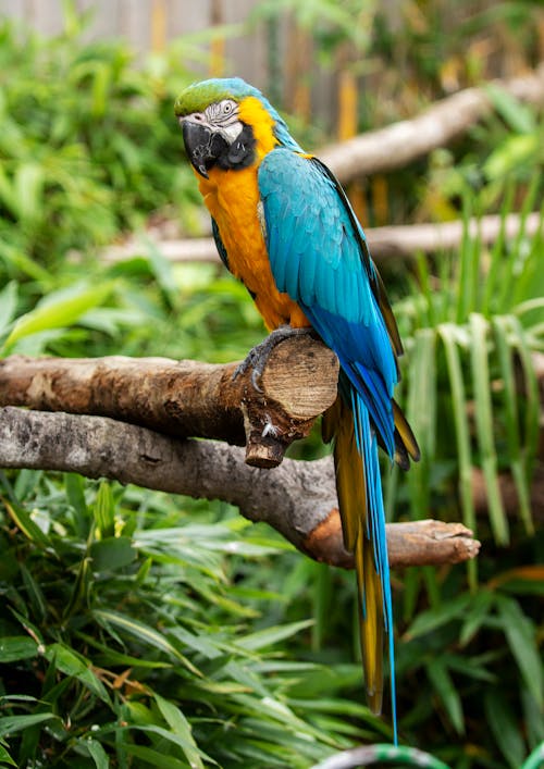 Синий желтый и зеленый попугай на ветке коричневого дерева