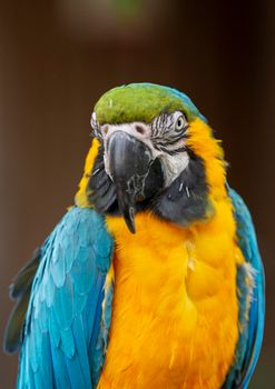 Close-up of a colorful blue and yellow macaw parrot showcasing its vivid feathers.