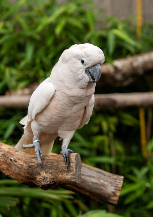 A White Cockatoo Perched on Log