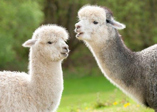 Ovejas Blancas Y Grises Sobre La Hierba Verde